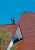 Керамические фигурки CREATON Петух (Firstgokel)  высота 45 см цвет коричневый, матовый ангоб в Воронеже